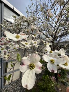 ✾ロゴマークのハナミズキも開花❁のアイキャッチ画像