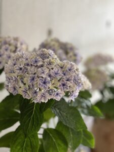6月のエントランス:雨の日:梅雨入りのアイキャッチ画像