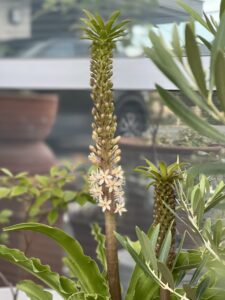 デュランタ開花のアイキャッチ画像