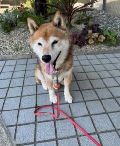 ワンちゃんたちのアイキャッチ画像