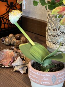 秋も深まり賑やかに🎃🥀🏵のアイキャッチ画像