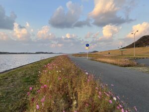 遠賀川沿いのコスモス🏵のアイキャッチ画像