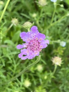 開花🌺のアイキャッチ画像