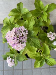 紫陽花まつりごっこのアイキャッチ画像