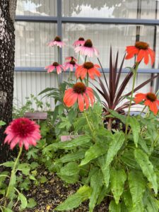 エキナセアの花:夏至のアイキャッチ画像