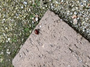 幸運のシンボル:てんとう虫🐞のアイキャッチ画像