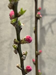 3月のエントランス🎎のアイキャッチ画像
