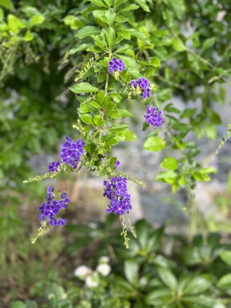 夏の花のアイキャッチ画像