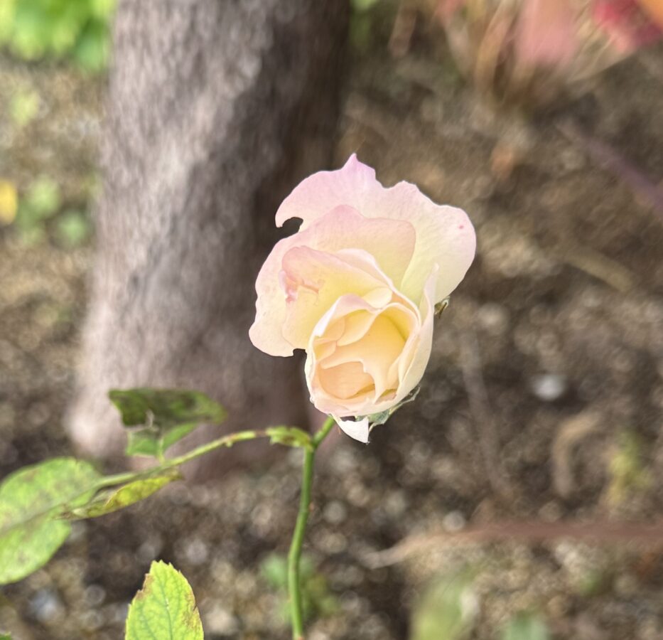 薔薇🌹マチルダ　開花のアイキャッチ画像