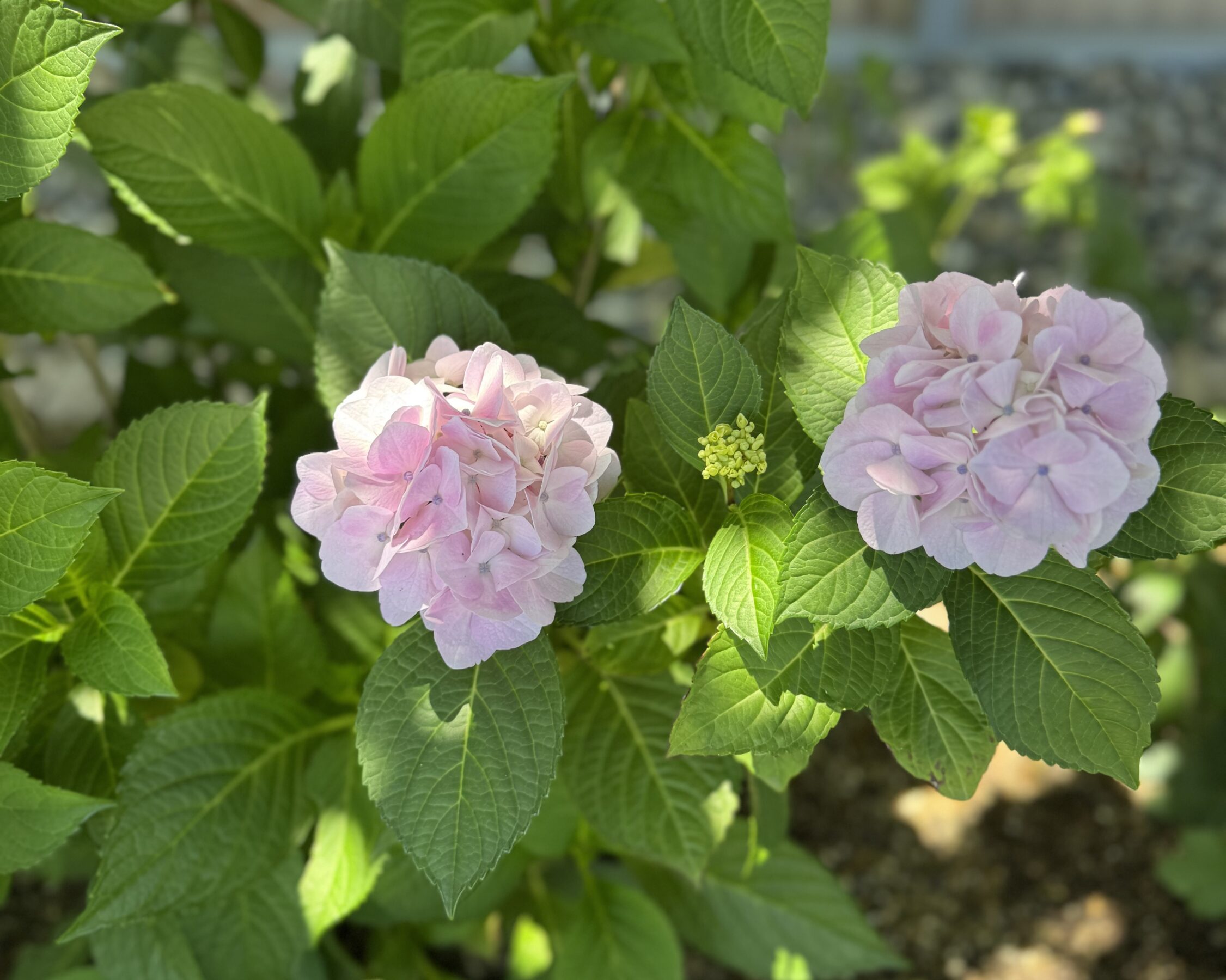 紫陽花が色づきました のアイキャッチ画像