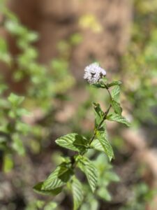 日常の中にちっさな感動を　（花）のアイキャッチ画像